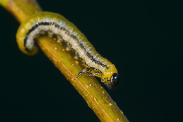 caterpillar downwards