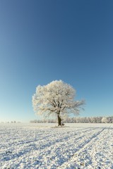 Single one tree covered by heavy frost