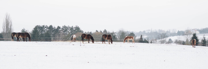 Pferde im Winter - Banner