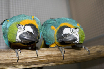 Gelbbrustara © Danny