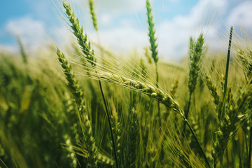 Green wheat ears in field - obrazy, fototapety, plakaty