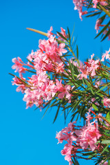 Beautiful pink nerium oleander flowers against blue sky