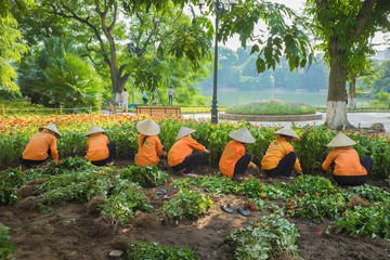 Vietnamese women in conical hat harvest flower in park preparing for national holiday. Common...
