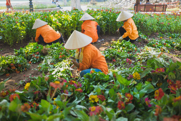 Vietnamese women in conical hat harvest flower in park preparing for national holiday. Common...