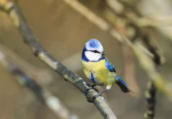 bird blue tit with a yellow belly sit on the branches in spring Park