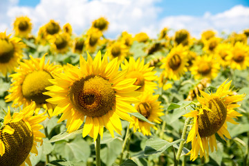 Sunflowers on the summer field with blue sky background and white clouds.