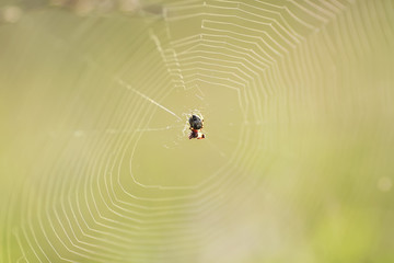 a small spider spun a web on summer green meadow