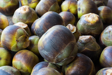 Asian Palmyra palm, Toddy palm, Sugar palm