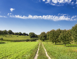 rural summer landscape with green grass, road and clouds