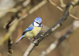 bird blue tit with a yellow belly sit on the branches in spring Park