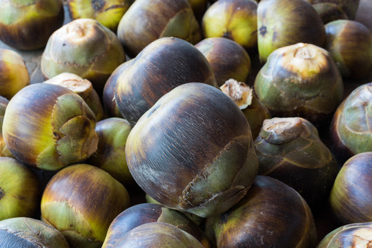 Asian Palmyra palm, Toddy palm, Sugar palm