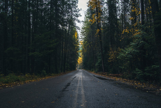 Fototapeta Autumn forest road.