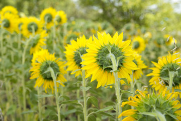 Few sunflowers captured from back side. Yelow flowers on the summer field. Sunflowers capture from back.