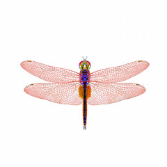 Dragonfly isolated with white background.