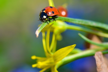 Ladybug on top of grass in natural light