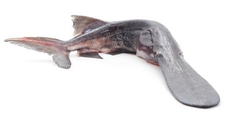 Raw paddlefish.