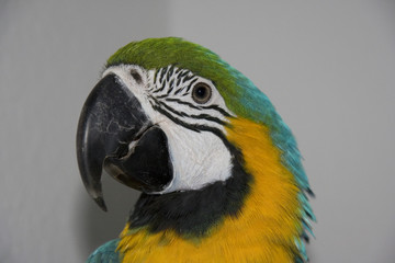 Blue Yellow Macaw Gelbbrustara