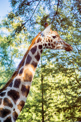 Neck and head of a large african giraffe