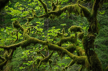 Fototapeta premium Moss in the Trees
