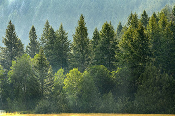 Pine Forest During Rainstorm Lush Trees