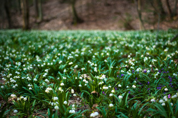 Snowdrop spring flowers. Delicate Snowdrop flower is one of the spring symbols telling us winter is leaving and we have warmer times ahead. Fresh green well complementing the white blossoms.
