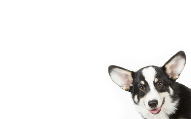 Obraz premium Funny looking puppy isolated on white for copy space use. Welsh Corgi Pembroke puppy. Indoor image.