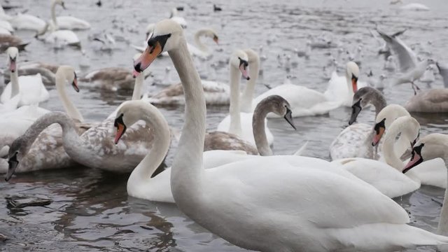 Close-up of Cygnus on water in Czech Republic capital Prague slow-mo 1920X1080 HD footage - Slow motion feeding of swans with other birds Vltava river in capital of Czechia 1080p FullHD video 