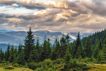 Summer Carpathian mountains landscape. pine forest, Ukraine, Europe.