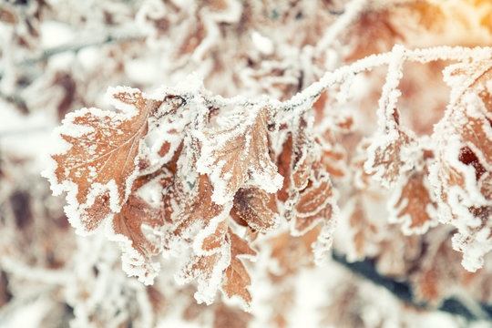 Branch oak tree with dry leaves in snow. Winter background. Oak tree branches covered with hoarfrost.