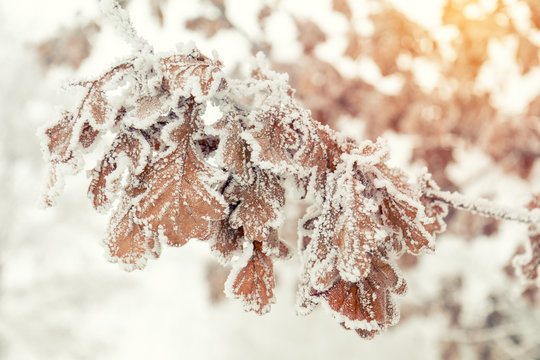 Branch oak tree with dry leaves in snow. Winter background. Oak tree branches covered with hoarfrost.