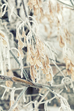 Branch maple tree with seeds in snow. Winter background. Maple tree branches covered with hoarfrost.