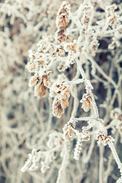 Branch dry hops plants with cones in snow. Winter background. Dry hops plants branches covered with hoarfrost.
