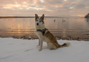 Dog at sunset lake