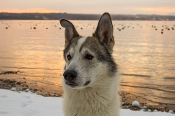 Dog at sunset lake