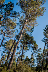 Forêt de Pins d'Alep dans les Alpilles