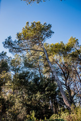 Forêt de Pins d'Alep dans les Alpilles