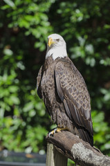 Bald Eagle at Birds of Prey Sanctuary in Florida