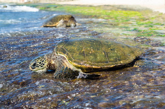 Sea Turtle on the coast of O'ahu, Hawaii