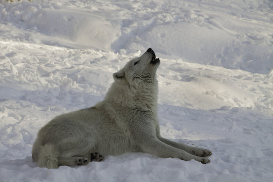 arctic wolf howling