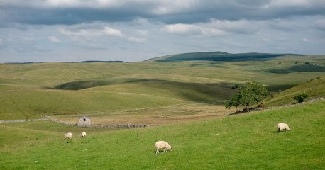Fototapeta premium English countryside with green hills and sheep