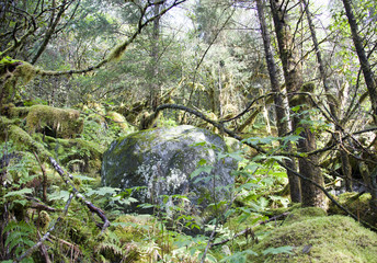 The Old Alaskan Forest