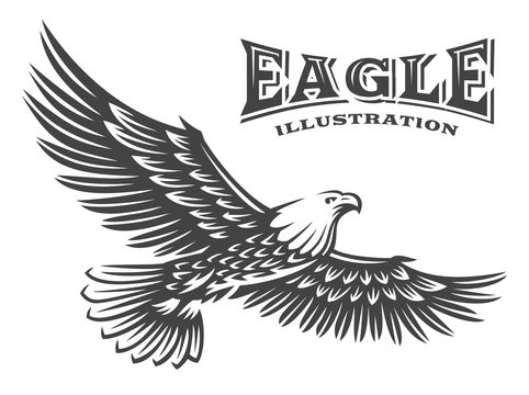 Eagle vector illustration, emblem on white background