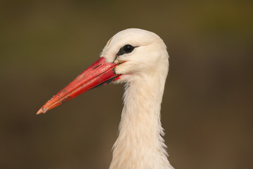 Natural profile of a elegant stork