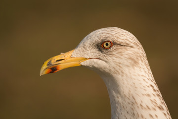 Portrait of a seagull with yellow peak
