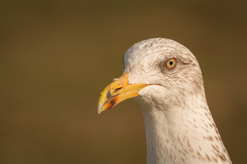 Portrait of a seagull with yellow peak