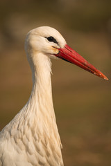 Natural profile of a elegant stork