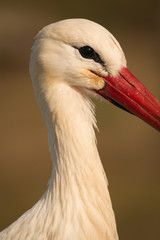Natural profile of a elegant stork
