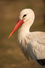 Natural profile of a elegant stork