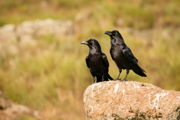 Two black crows