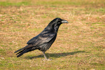 Crow in the nature